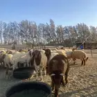 خرفان جذعان نعيمي