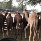 قعدان وبكار