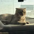 قط سكوتش فولد للبيع على السوم