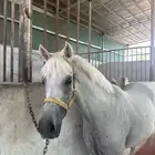 فرس عربيه واهو 3 في 1
