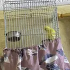 درة لاتينو متكلم