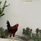 ديك مهجن باكستاني