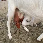 عنز بيشية برصاء معها جفره