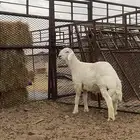 طلي صنف الصنف