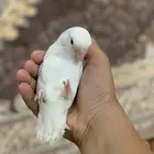 روز البينو للبيع او البدل