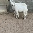 شاه خلفه معها طلي