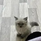 للبيع كيتن أليف هملايا