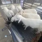 طليان ذبايح