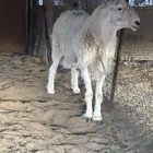 طلي فحل. صنف من اصول طيبه