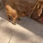 ماعز قزم صنف فاخر