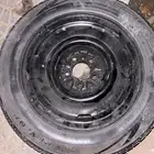 جنوط فكتوريا بوليسي