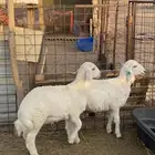 هرافى لبانيات إنتاج المراح