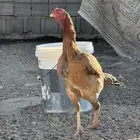 دجاجه سندي باكستاني