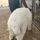 خروف ذبيحه طيبه