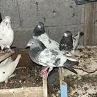 حمام بكستاني تيدي