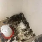 فروخ فيومي العمر 15 يوم