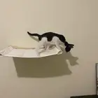 قطة للتبني مجان ا