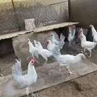 ديوك للبيع