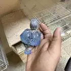 فرخ روز ازرق