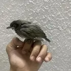بلبل فرخ