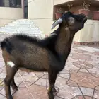 تيس قزم امريكي بيور