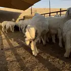 طليان حري مقفله