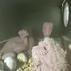 سلام عليكم للبيع فروخ لاتينو العدد3