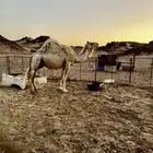 ناقه حايل للبيع
