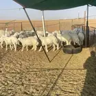 للبيع بهم حري هرافى 20الاعمار من 3شهور ونص الى 4