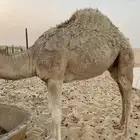 للبيع قعود عمره 8 شهور طيب و سمين على خليب امه