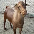 تيس ثني فحل للبيع