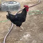 ديكك تركي حجم ماشاء الله تبارك الله