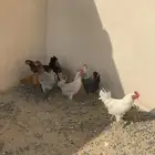 دجاج بلدي للبيع الموقع بيشة البيع إن شاء الله سمح