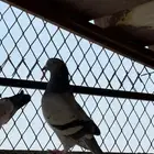 حمام عادي للعس