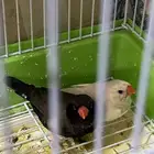 طيور زيبرا جوز