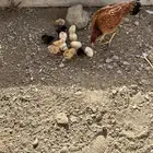 جاج