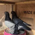 جوز قطايف زرق