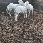 رخال حريات العدد 3 العمر 6 شهور