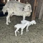 حريه متوم