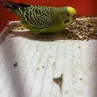 طير حب بادجي مع شبكه