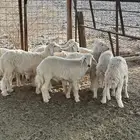 طليان العدد 9