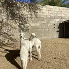 بهم تربيه