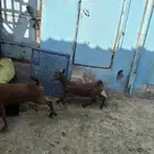 جفار دهم