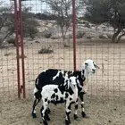 شاه خلفه