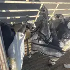 3 عنقان وأربع تيوس كفو فل شحم