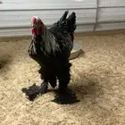 للبيع دياكة براهما أمريكي