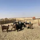 معزا مضاريع