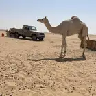 هجن فحل قعود الأمير سلطان بن سعود