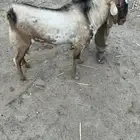 فحل بيشي