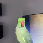 طير الدره من النوع المطوقه